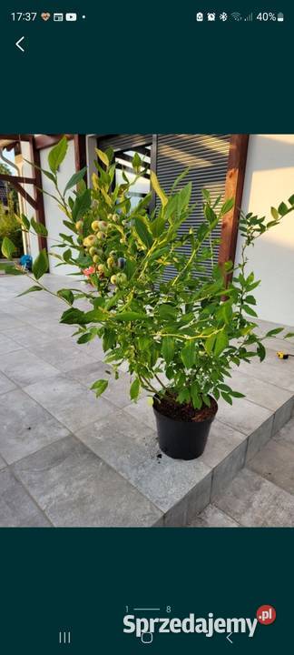 Wielkie krzewy borówki amerykańskiej 8090 Żłobizna