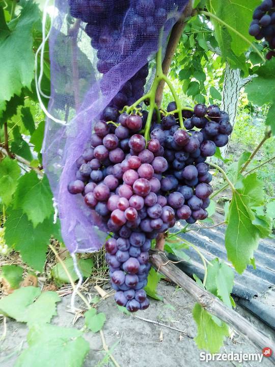 Sadzonki winorośli Ukraina Lubień sprzedam