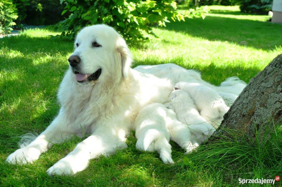 Owczarek podhalański ZkwP FCI szczeniaki sprzedam