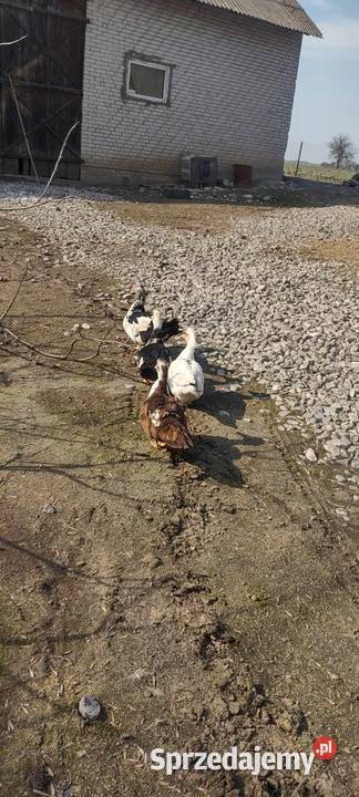 Sprzedam kaczki 4 sztuki Ptaki lubelskie sprzedam