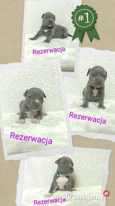 Amstaff American staffordshire terrier Wrocław sprzedam