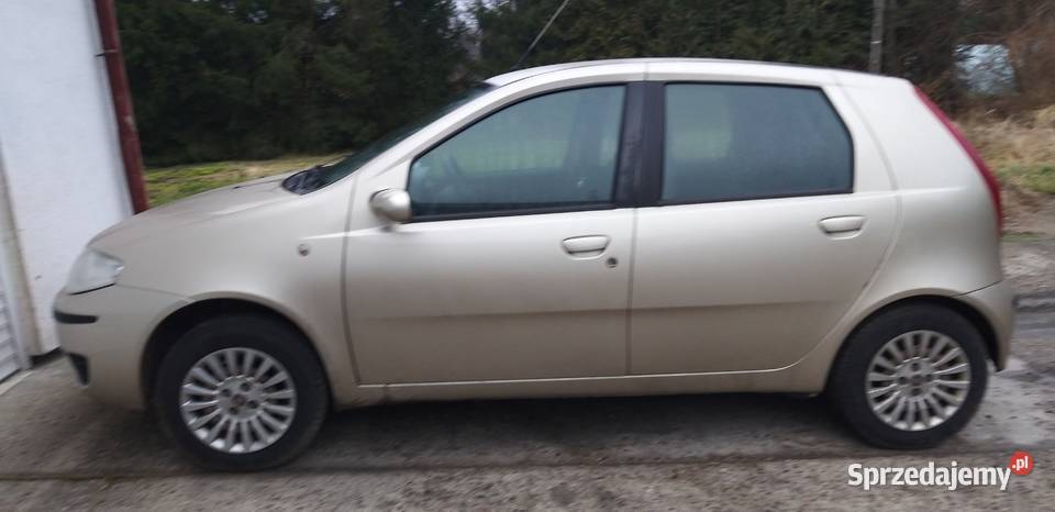 Punto Classic 12 złoty szerszeń Olsztyn