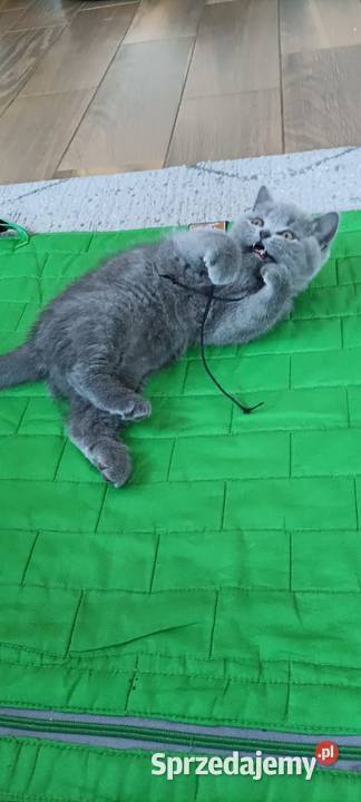 Kotek Brytyjski krótkowłosy niebieski Lukier