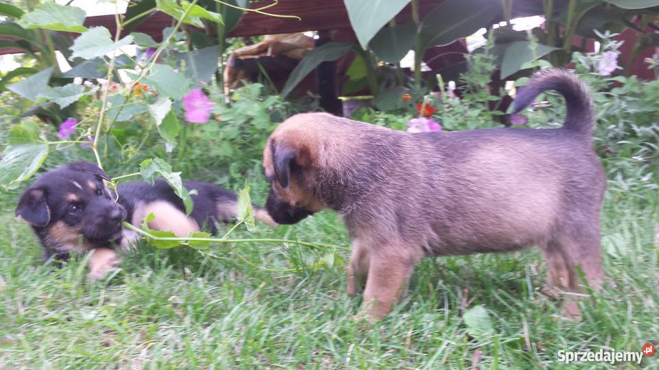 Psy szczeniaki 5 tygodni Odrobaczone podkarpackie Krzątka