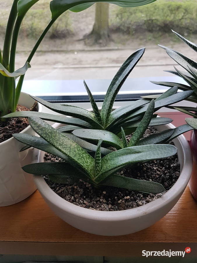 Gasteria sukulent roślina doniczkowa małopolskie Trzebinia