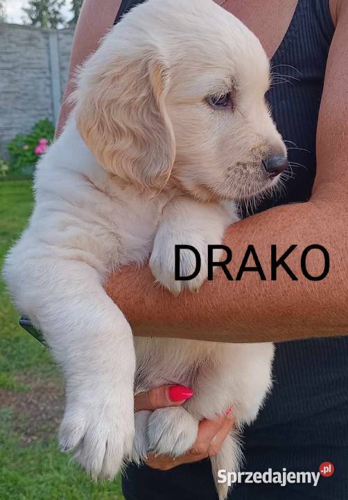 Golden Retriever gotowy do odbioru Rakoniewice