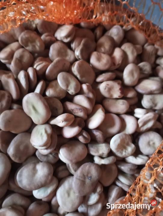 Bób Bizon Błogocice