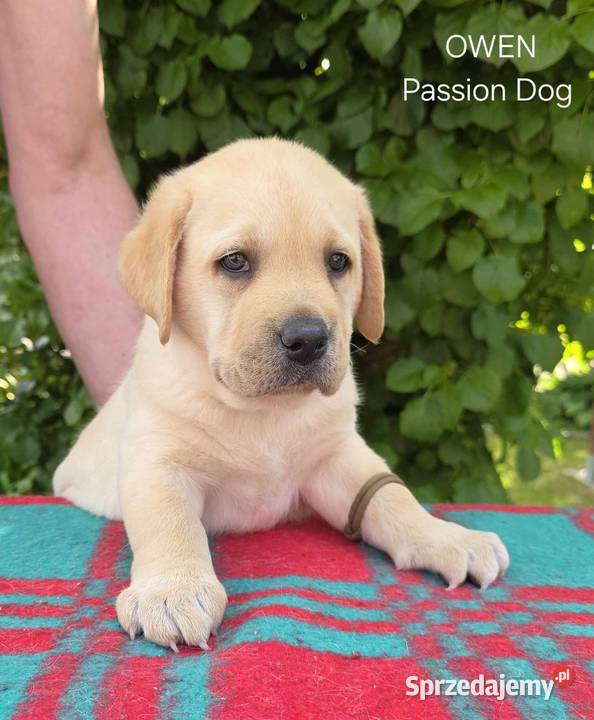 Labrador retriever biszkoptowe szczenięta FCI Chotów sprzedam