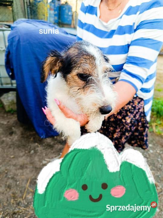 Foksterier szorstkowłosy z rodowodem Nowinka sprzedam