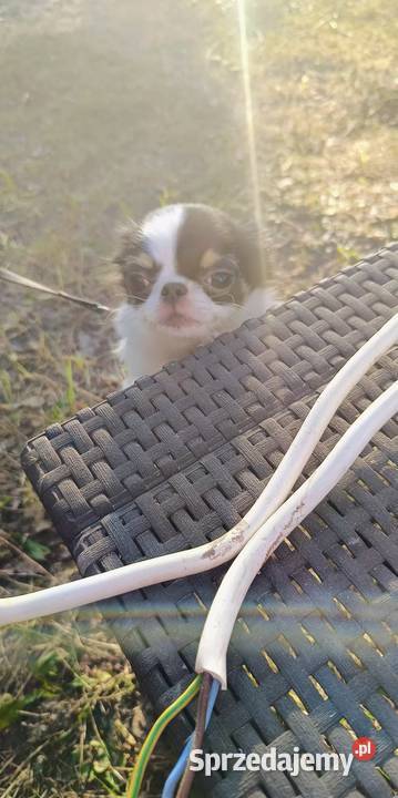 Piękny chihuahua długowłosy korzenie Tajlandia Warszawa