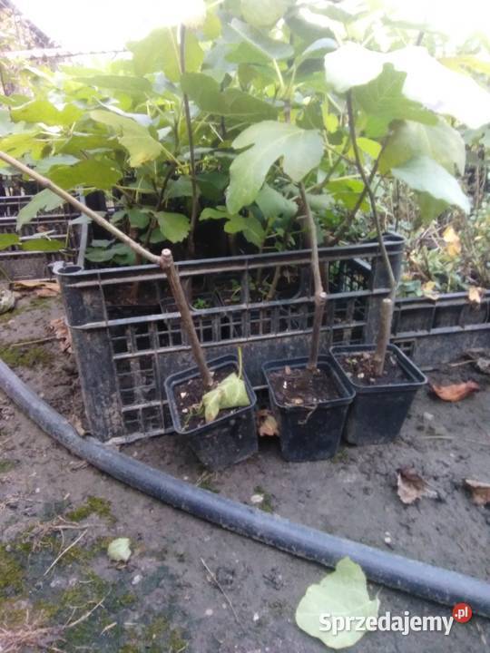 Figi, sadzonki odmianowe