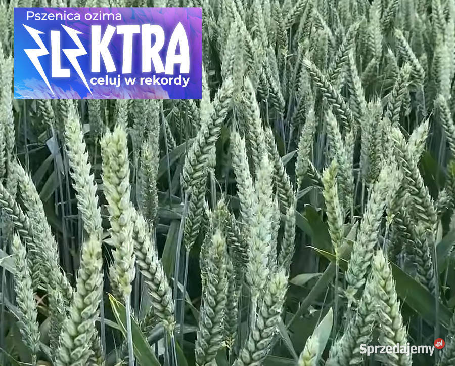 Pszenica ozima ELEKTRA Barlinek