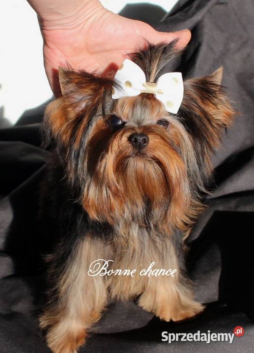 Yorkshire terrier piesek Suwałki