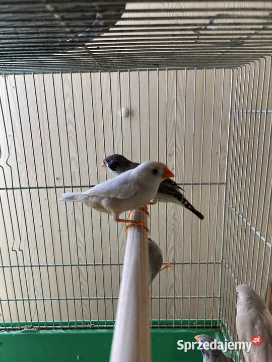 Zeberki wielkopolskie Damasławek