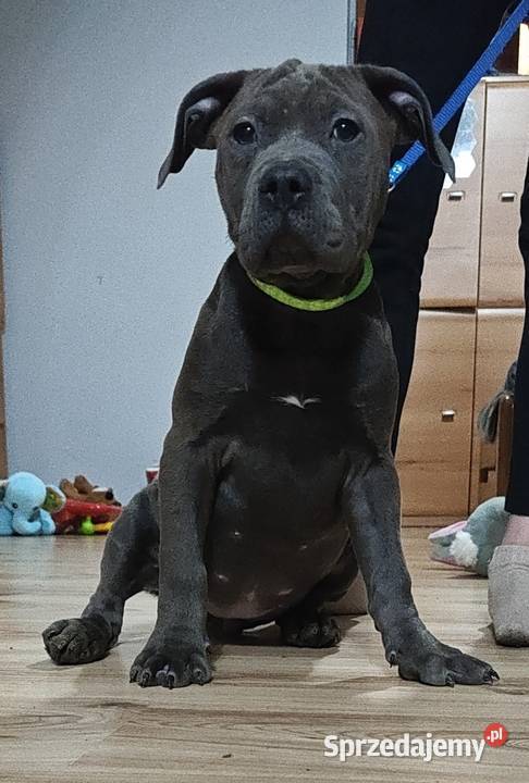 Suka amstaff gotowa do odbioru Psy Radomsko sprzedam