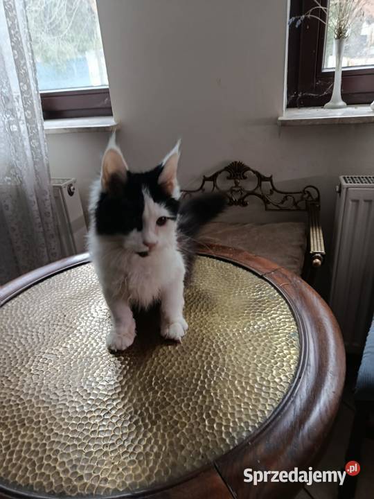Ładny kociak maine coon małopolskie Kraków