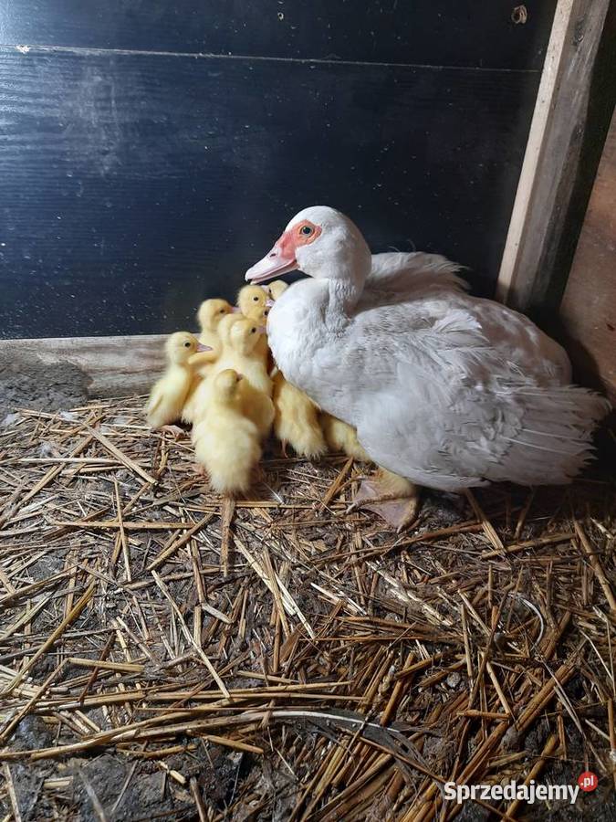 Małe kaczki piżmowe białych rodzicach Nowa Korzeniówka sprzedam