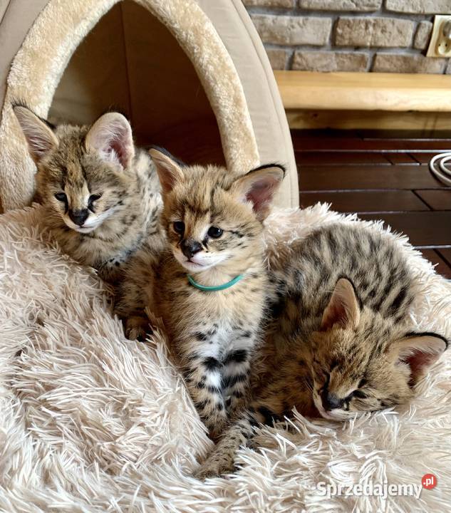 Serwal Afrykański Serval karmiony butelką