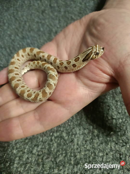 Heterodon zachodni parka samica samiec pomorskie Reda sprzedam