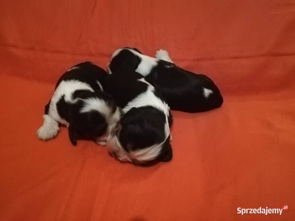 Cavalier King Charles spaniel Cavalier King Charles Spaniel Garwolin