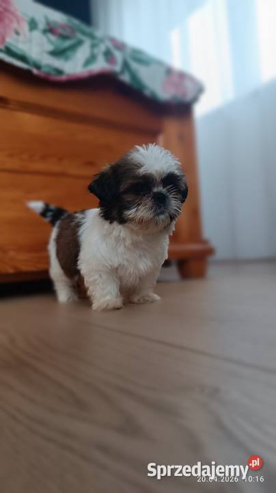 Szczeniaki shih tzu Tarnów