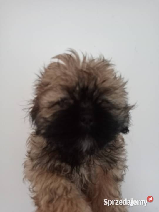 Shih tzu piękny chłopczyk tricolor Gruszczyn