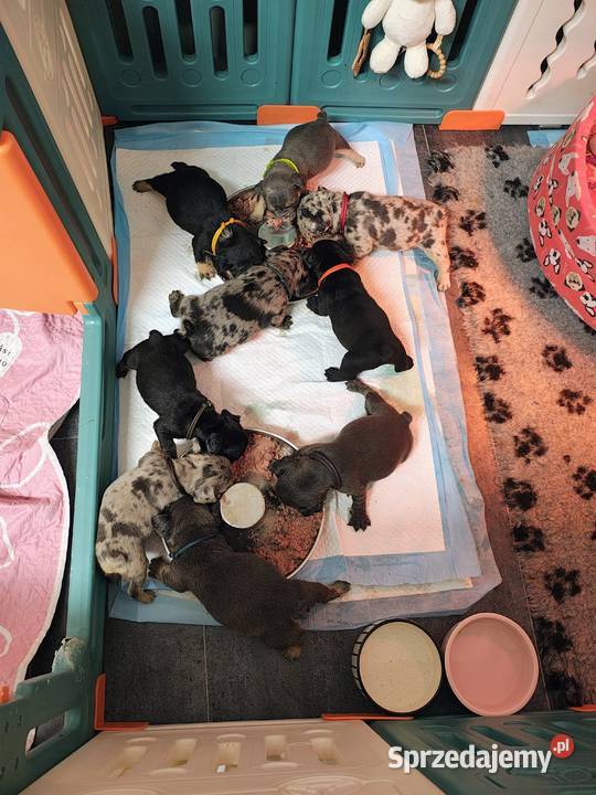 Cudowne maluszki buldog francuski VanDogs Buldog Staszów