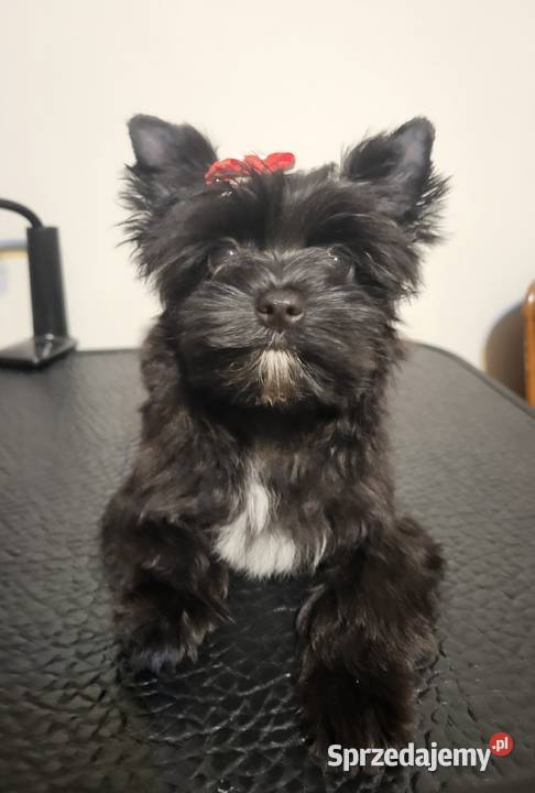 Yorkshire Terrier czarna sunia Trzebnica
