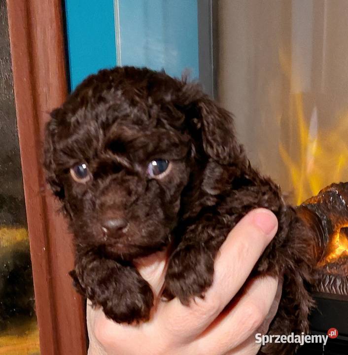 Pudel toy czekoladowy Wyszków