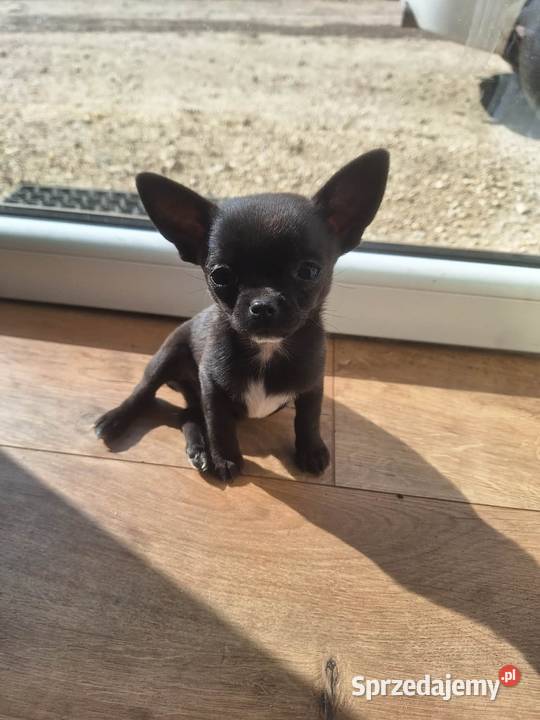 Piesek Chihuahua
