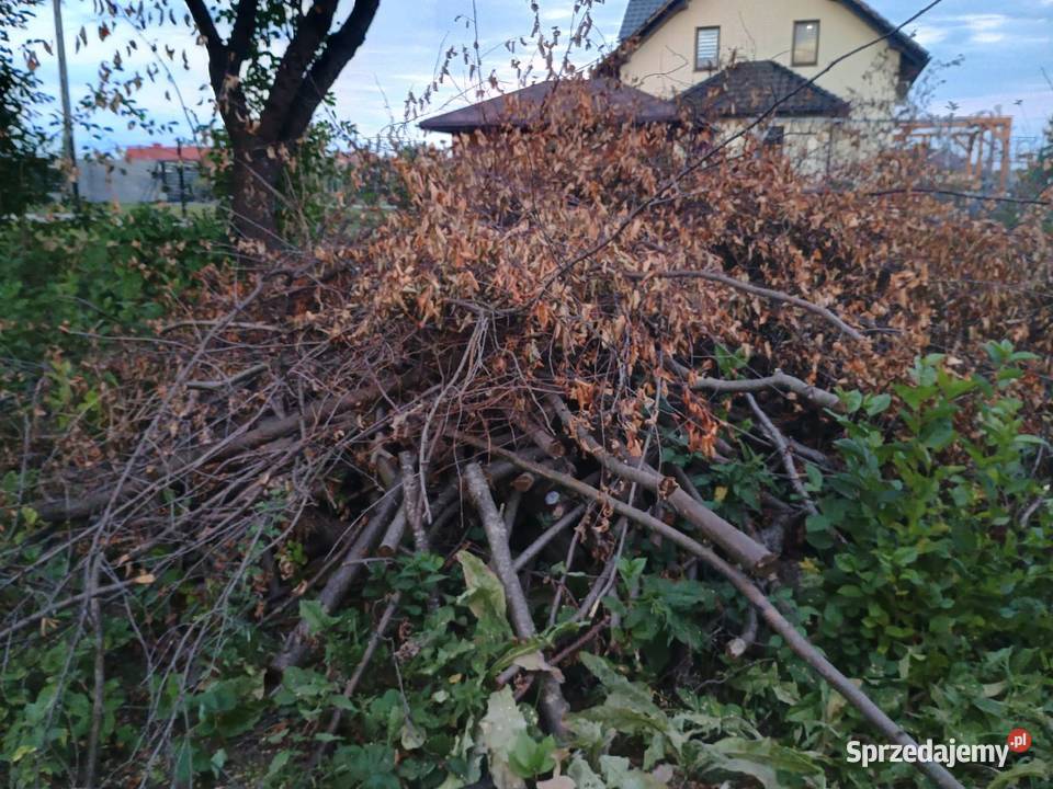 Oddam chrust gałęzie i pieńki z drzew owocowych Opał Kałków