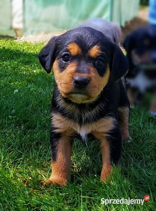 Śliczne pieski 5 tygodniowe Oddam Pozostałe Malinówka