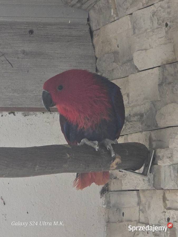 Lory Wielkie para 3 letnia wielkopolskie Ostrów Wielkopolski