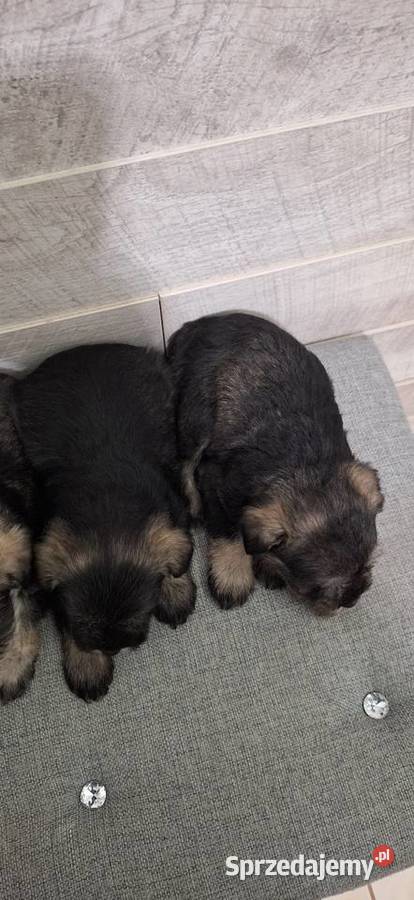 Sznaucer Miniaturowy suczki i pieski