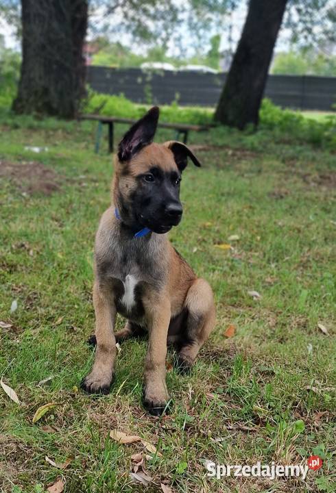 Owczarek belgijski Malinois FCI małopolskie Nowy Sącz