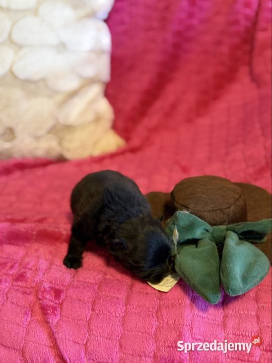 Szpic miniaturowy pomeranian boy Poniszowice