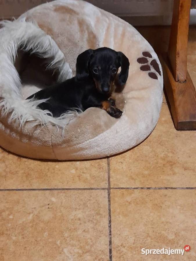 Jamnik krótkowłosy suczka Augustów