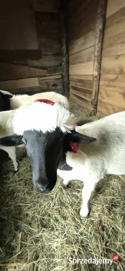 Baranek Dorper Kastrat Owce Baran kujawsko-pomorskie