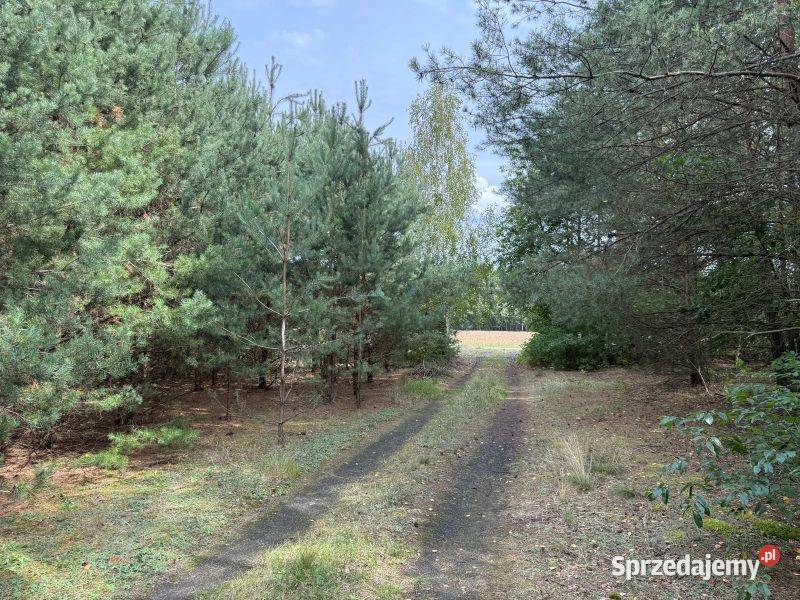 Urokliwa działka lesie idealna pod zabudowę 4000m2 Sprzedaż Lipianki