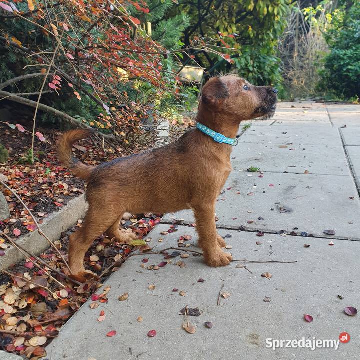 Terier irlandzki Klonowo Dolne
