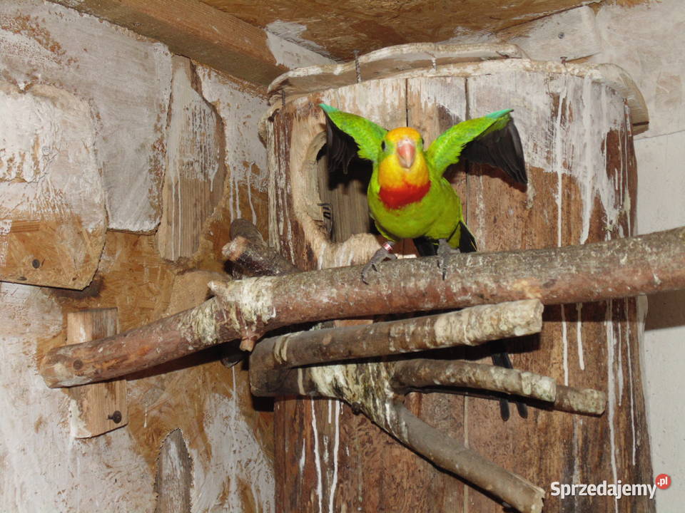 barabanda 10 Ptaki Racibórz sprzedam