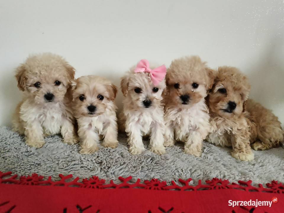 Śliczna maltipoo Ropczyce