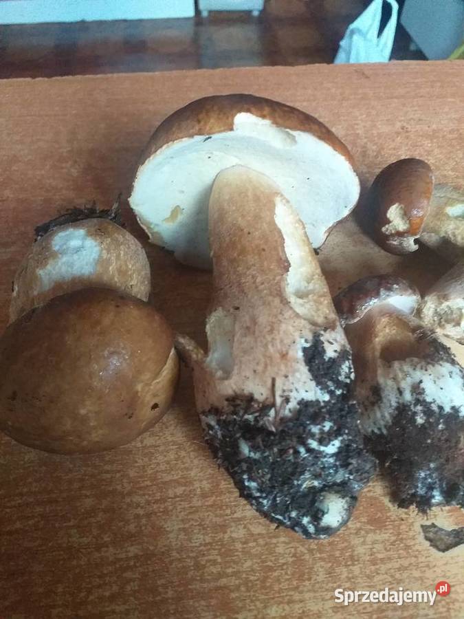 Grzyby świeże prawdziwki