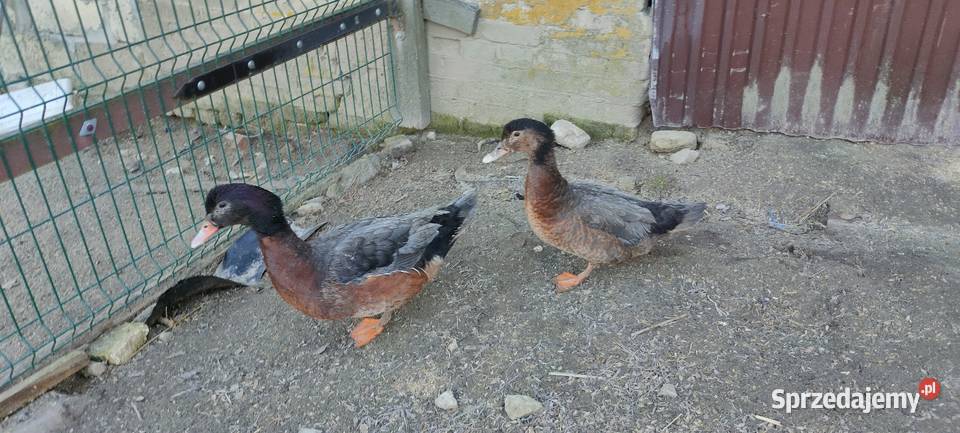 Sprzedam laczki z 25 roku lubelskie