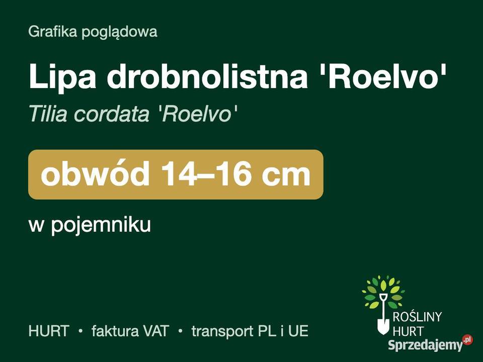 Lipa drobnolistna Roelvo obwód 1416 w pojemniku