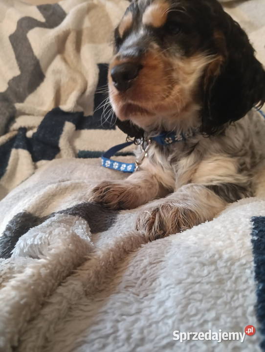 Szczenięta cocker spaniel angielski blue roan Bielsko-Biała sprzedam