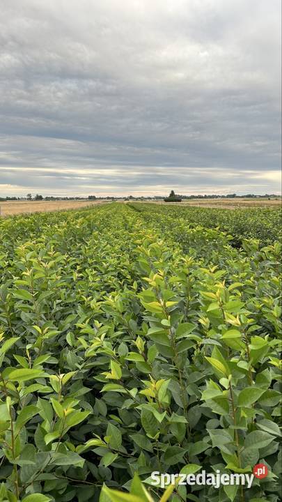 Drzewka owocowe Wiśnia Śliwa Czereśnia Morela Owocowe Bełżyce