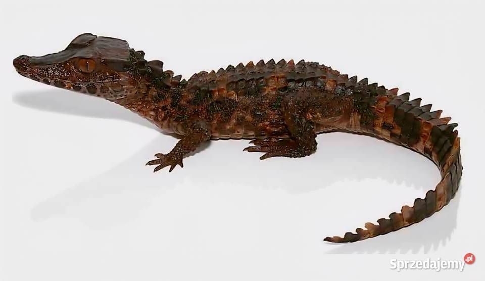 Młode Kajmany Schneidera Paleosuchus trigonatus Katowice