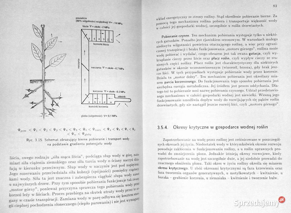 Zarys fizjologii roślin Wykłady i ćwiczenia Rok wydania 2001 Chełm sprzedam