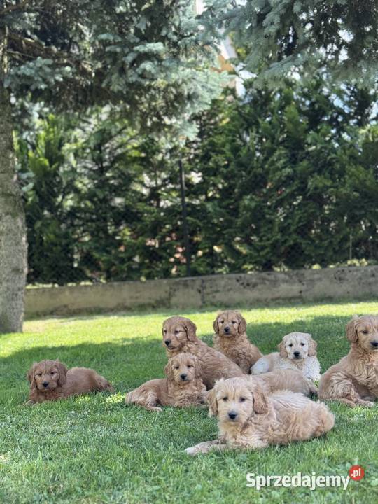 Goldendoodle mini Pudel Golden retriever F1 Tarnów